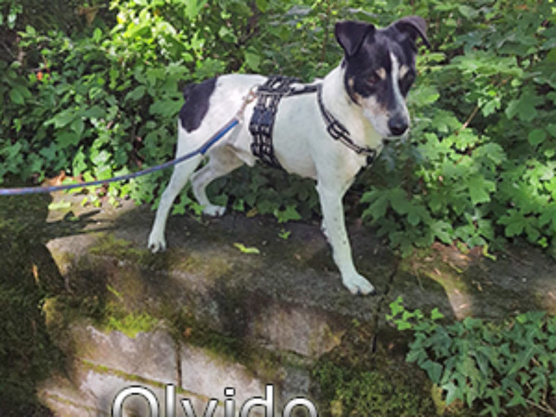 Olvido_Update_Juni_2019-(3)web