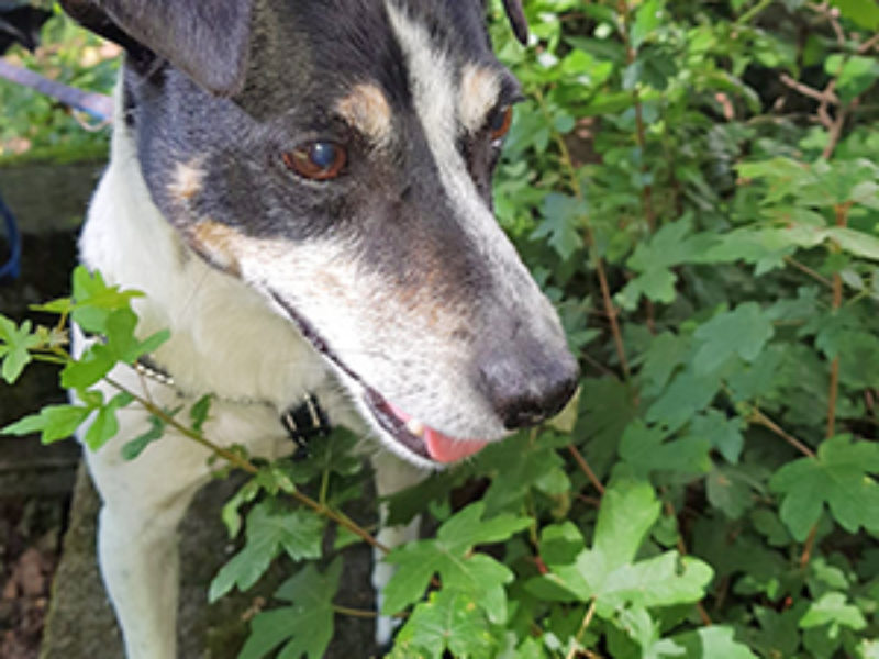 Olvido_Update_Juni_2019-(5)web