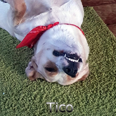 Tico_Update_12052019-(3)web