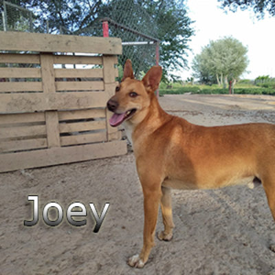 Joey_Update_10052019-(1)web