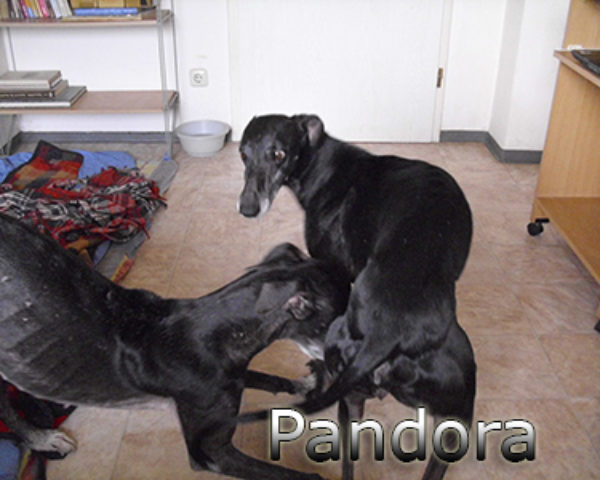 Pandora-(2)web