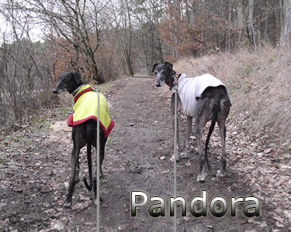 Pandora-(6)web