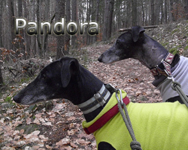 Pandora-(7)web