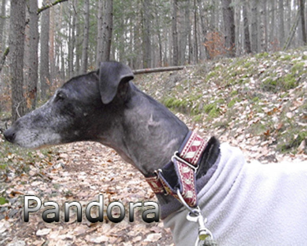 Pandora-(8)web