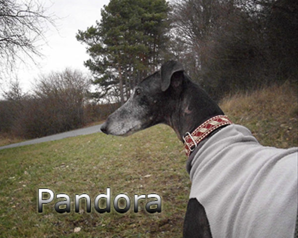 Pandora-(9)web