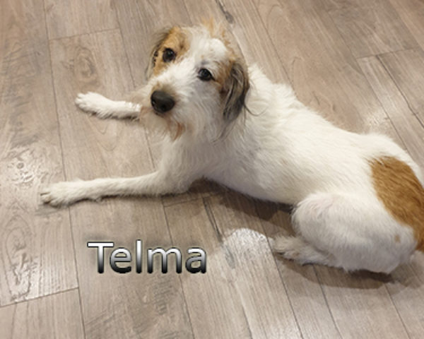 Telma-(1)web
