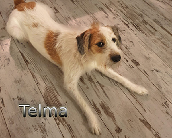 Telma-(4)web