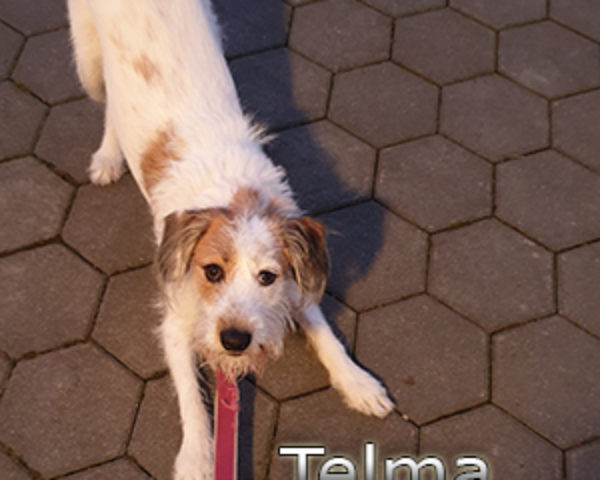 Telma-(5)web