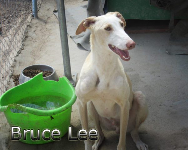 Bruce Lee (1)