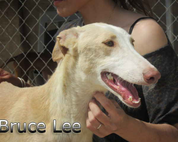 Bruce Lee (6)