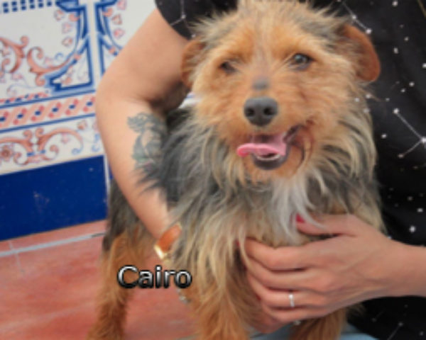 Cairo-(1)