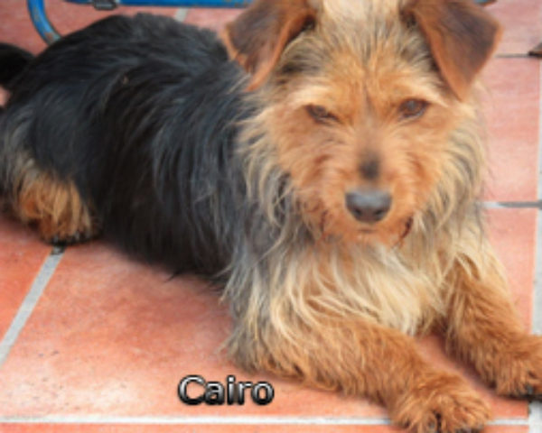 Cairo-(5)