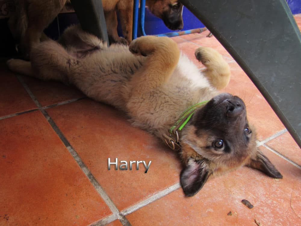 Harry-(2)