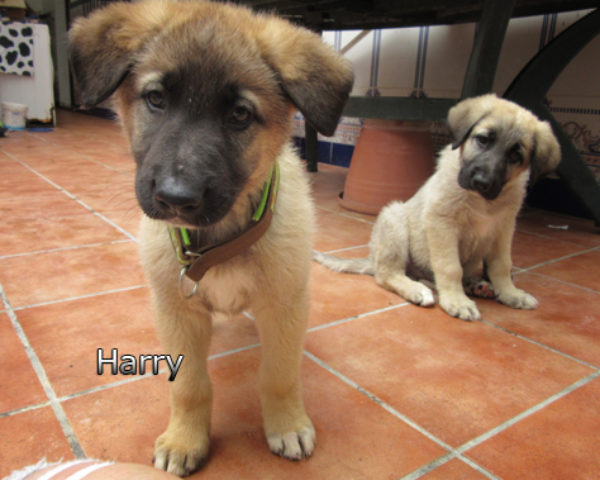 Harry-(4)