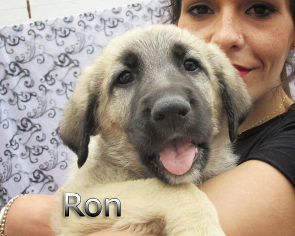 Ron-(10)