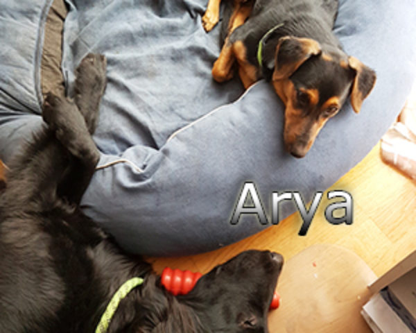 Arya-(1)web