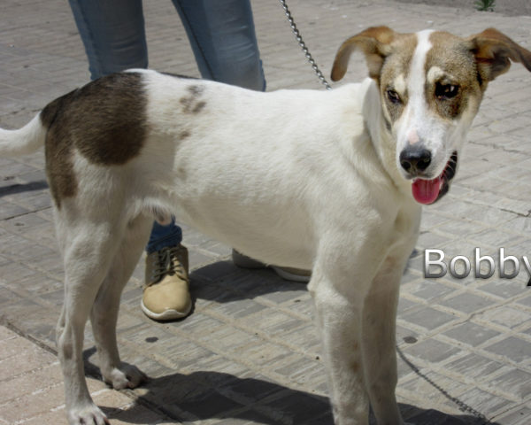 Bobby-(4)