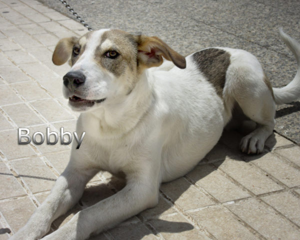 Bobby-(5)