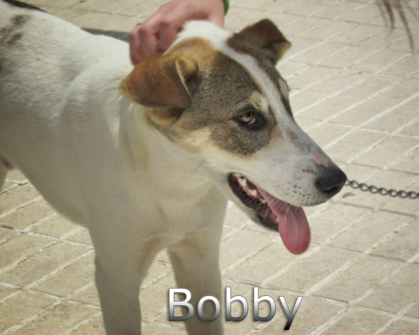 Bobby-(7)