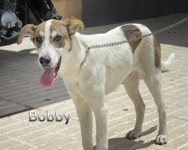 Bobby-(8)