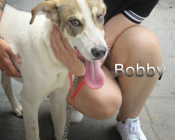 Bobby-(9)