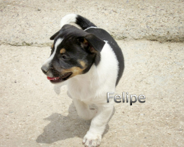 Felipe-(6)