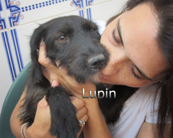 Lupin-(5)