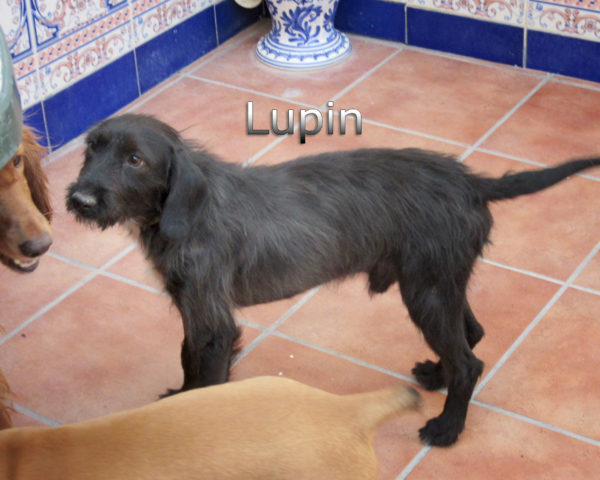 Lupin-(6)