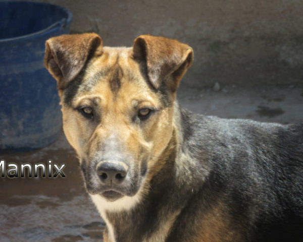 Mannix-(2)