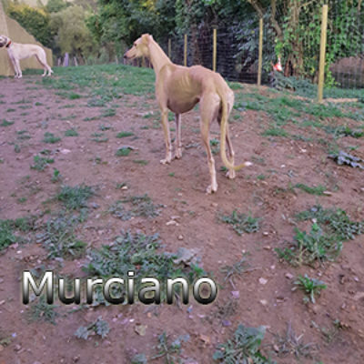Murciano_Update_18102019-(4)web