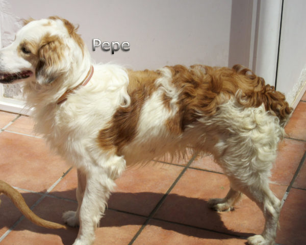 Pepe-(7)