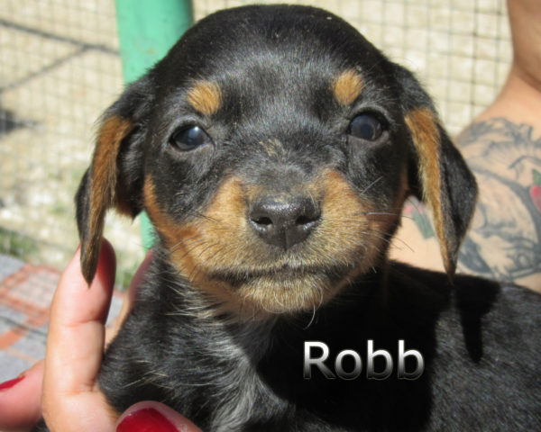 Robb-(1)
