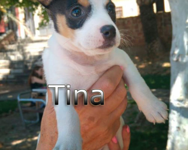 Tina-(3)