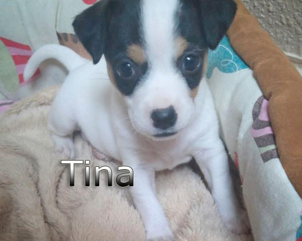 Tina-(4)