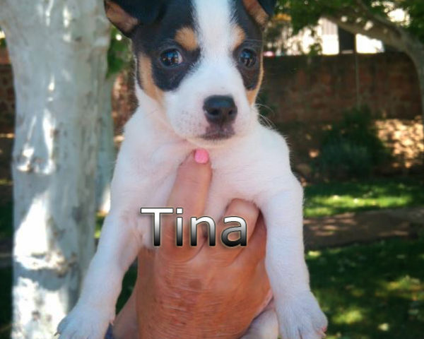 Tina-(7)