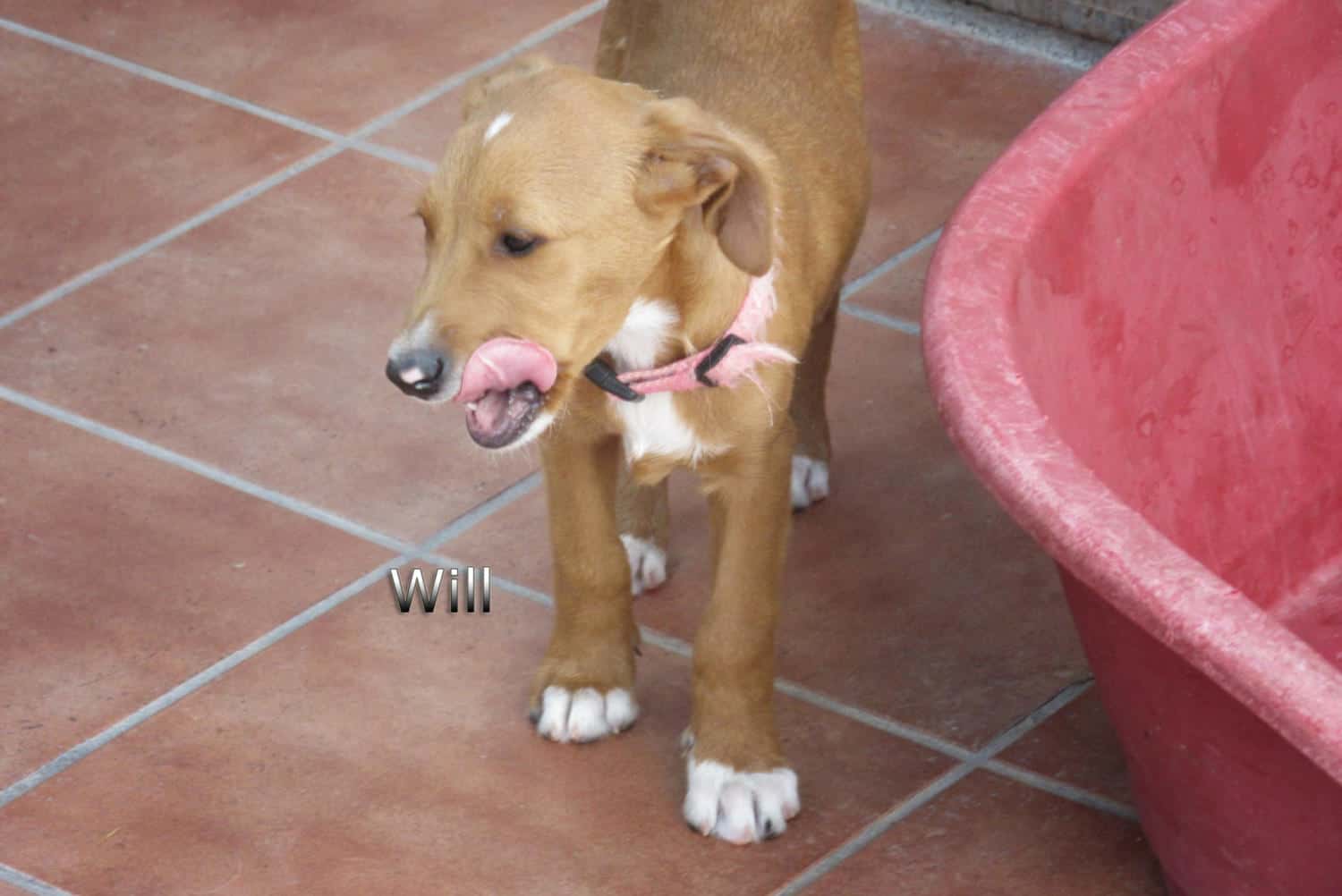 Will » Tierschutzverein SOS-Dogs e.V.