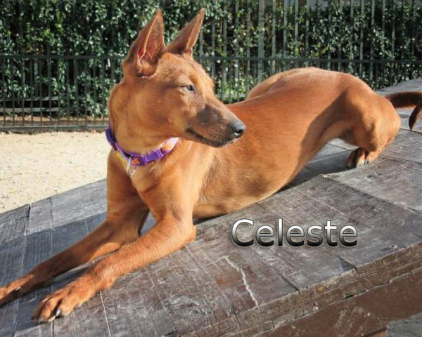 Celeste1