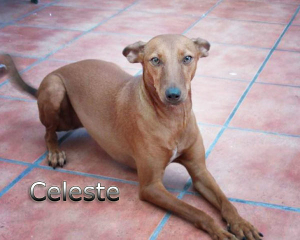 Celeste12