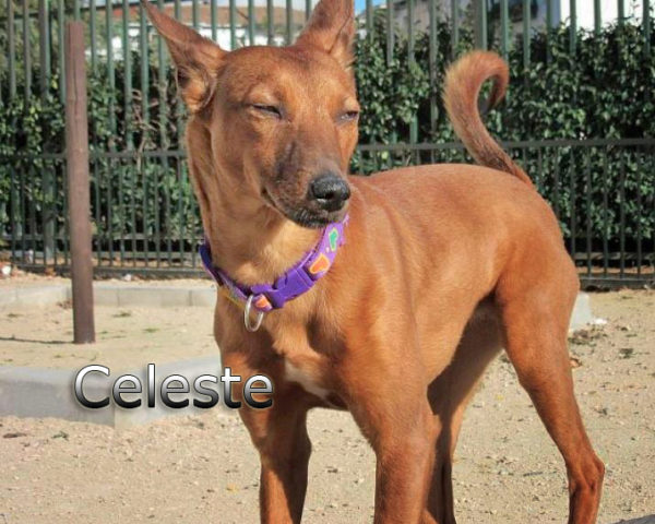 Celeste3
