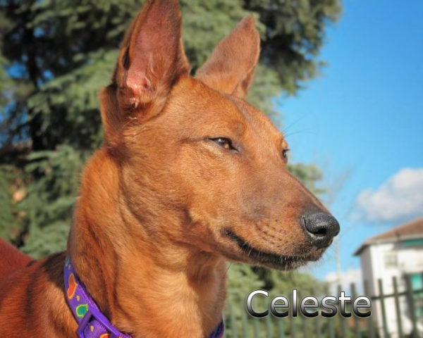 Celeste6