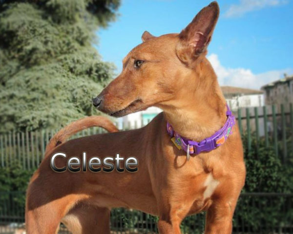 Celeste7