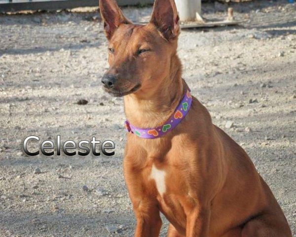 Celeste9