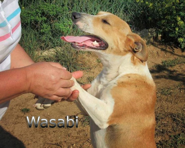 Wasabi6
