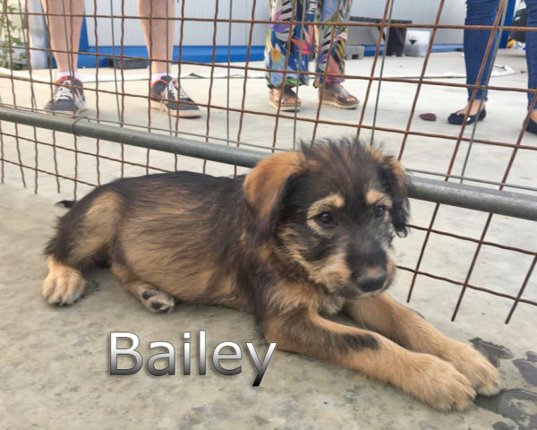 Bailey
