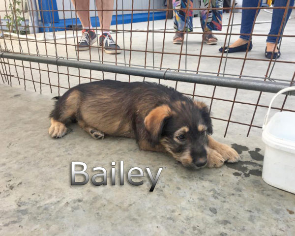 Bailey2