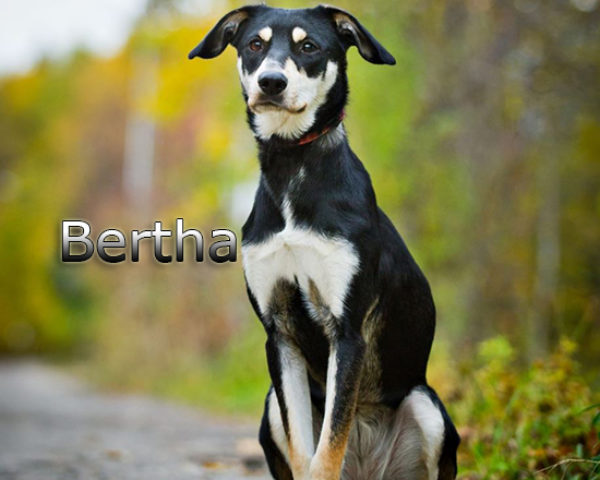 Bertha4b