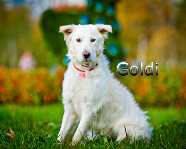 IMG-20181015-WA0077web