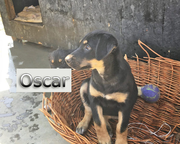 Oscar-6