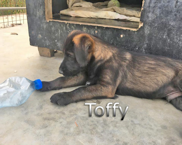 Toffy