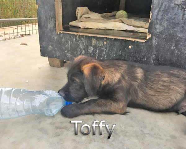 Toffy2